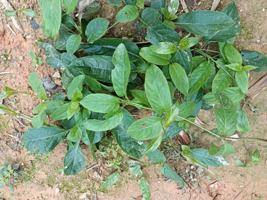 闻起来奇臭无比吃起来美味至极,闻鸡屎的臭味有什么影响