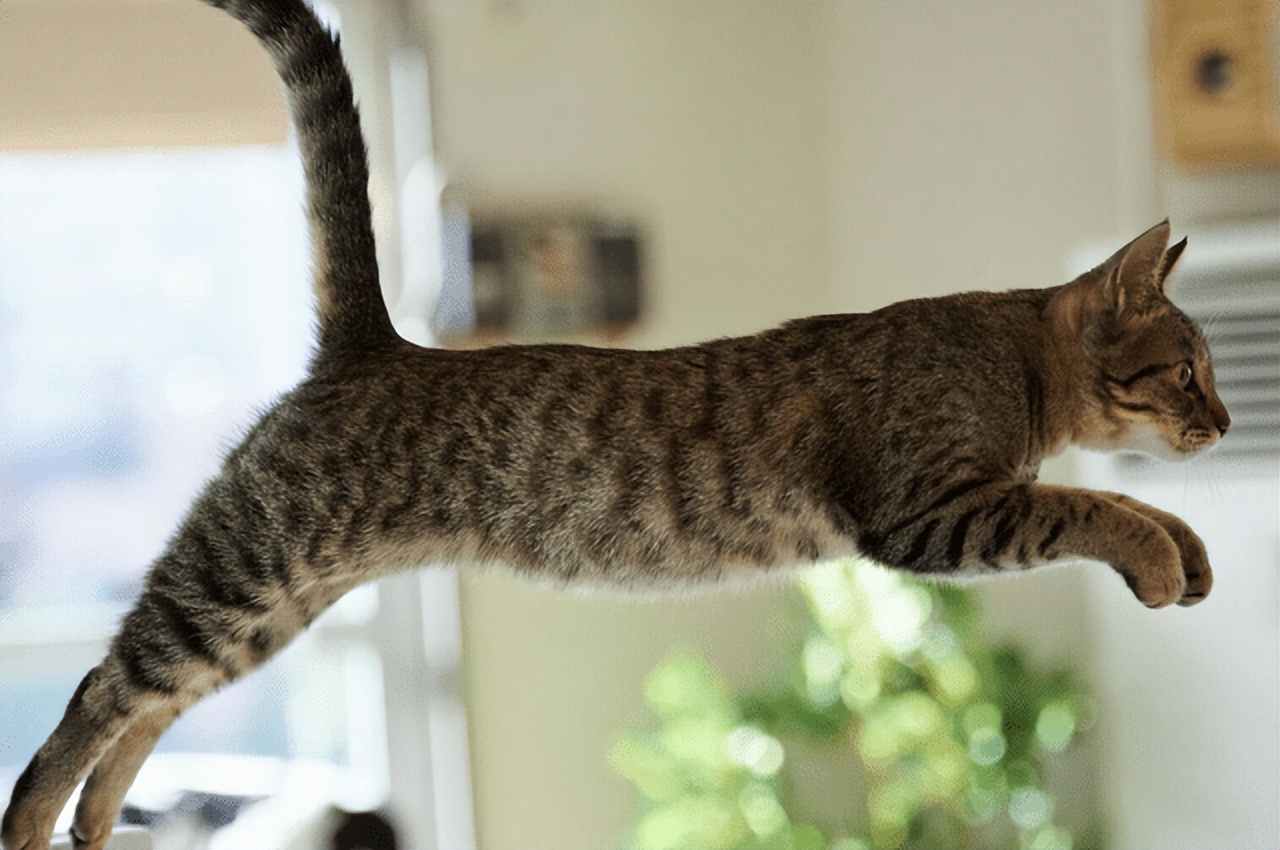 不管多有钱这几种猫不建议养,再有钱也不要养这五种猫