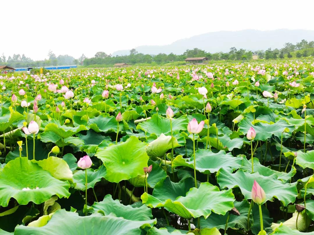 清远漂流一日游,清远清泉湾水上乐园跟团游