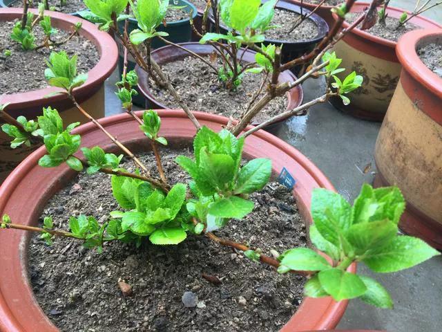 关于春雨的随想,春雨的心绪