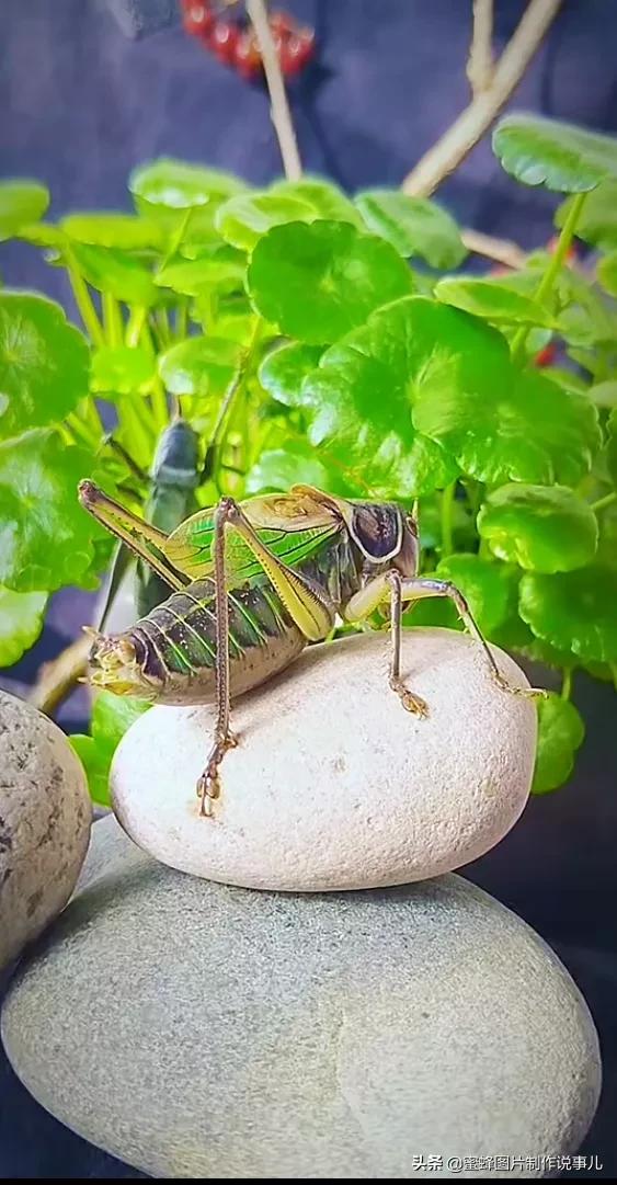 昆虫总动员壁纸,青草昆虫壁纸