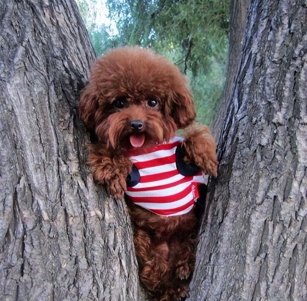 泰迪恨主人五种表现,泰迪有什么坏心思视频