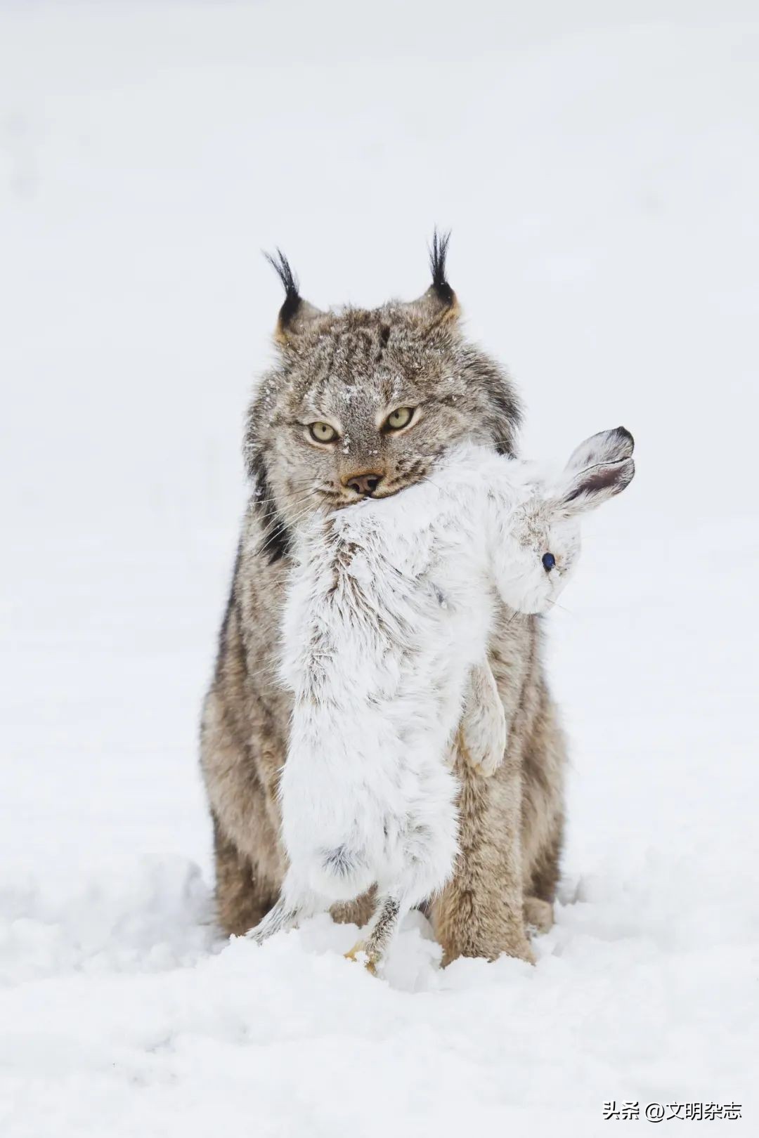 兔子来阳台,兔子来到新家