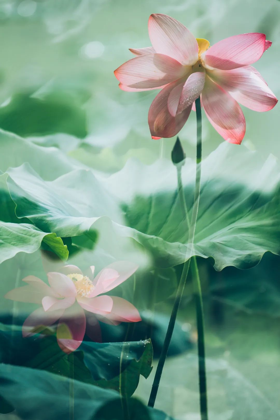 荷风莲香唯美了整个夏天的下一句,最美荷花诗词大全简单一点