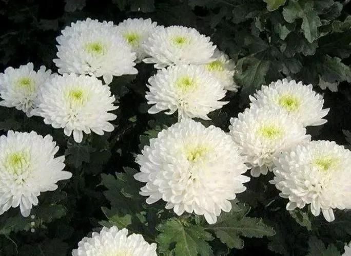 雪的记忆图片,一场雪的记忆