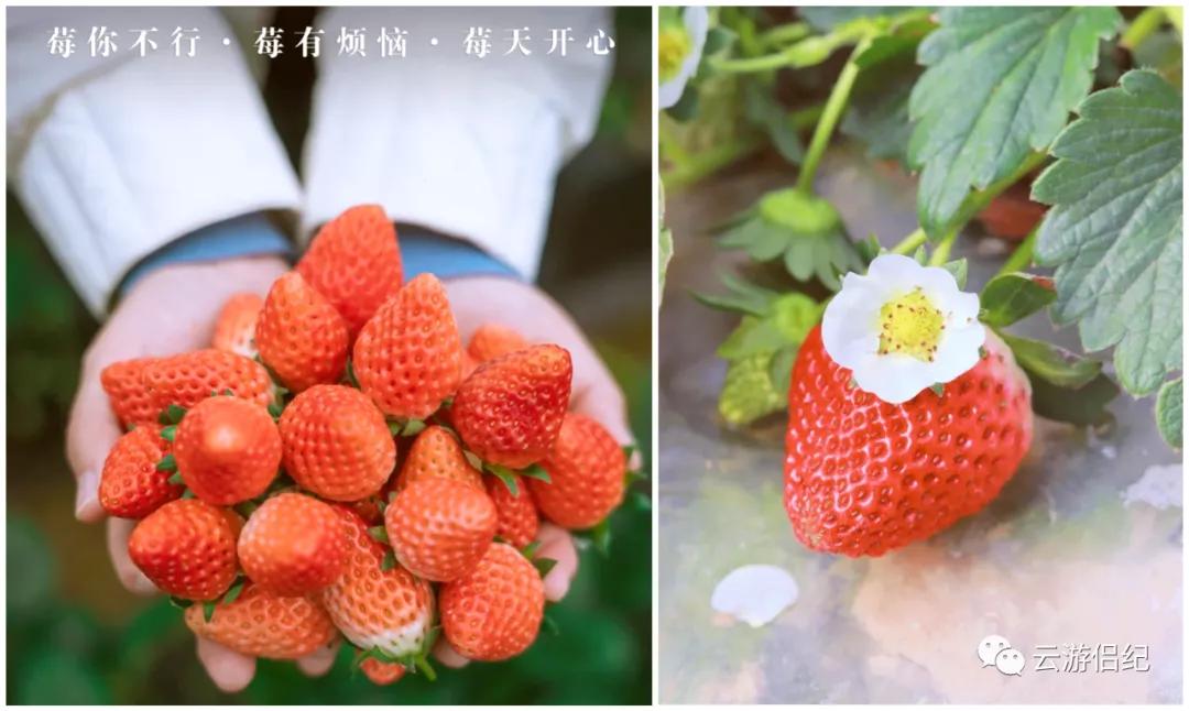 莓你不行壁纸,莓你不行表情包