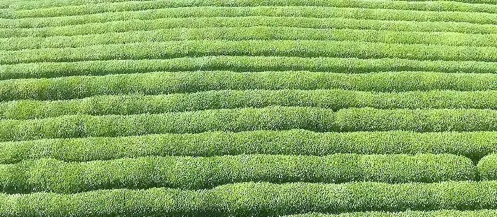 湖北著名的红茶,湖北名红茶