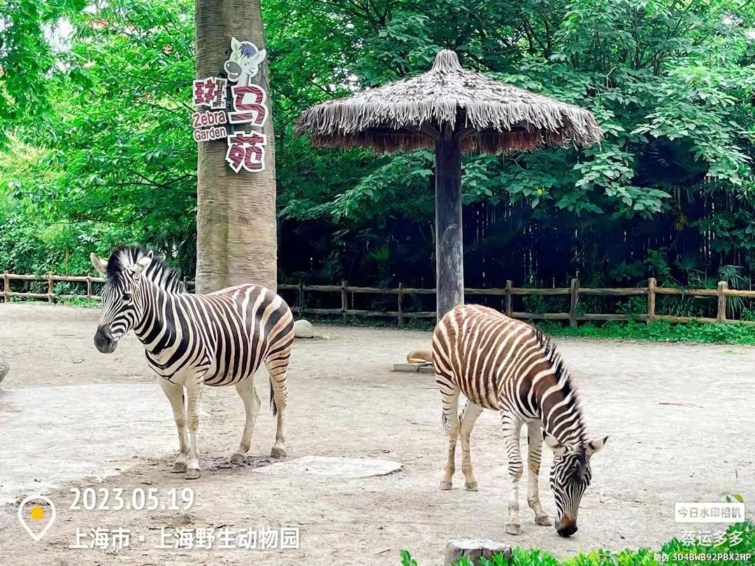 上海野生动物园和上海动物园,上海野生动物园过年营业时间