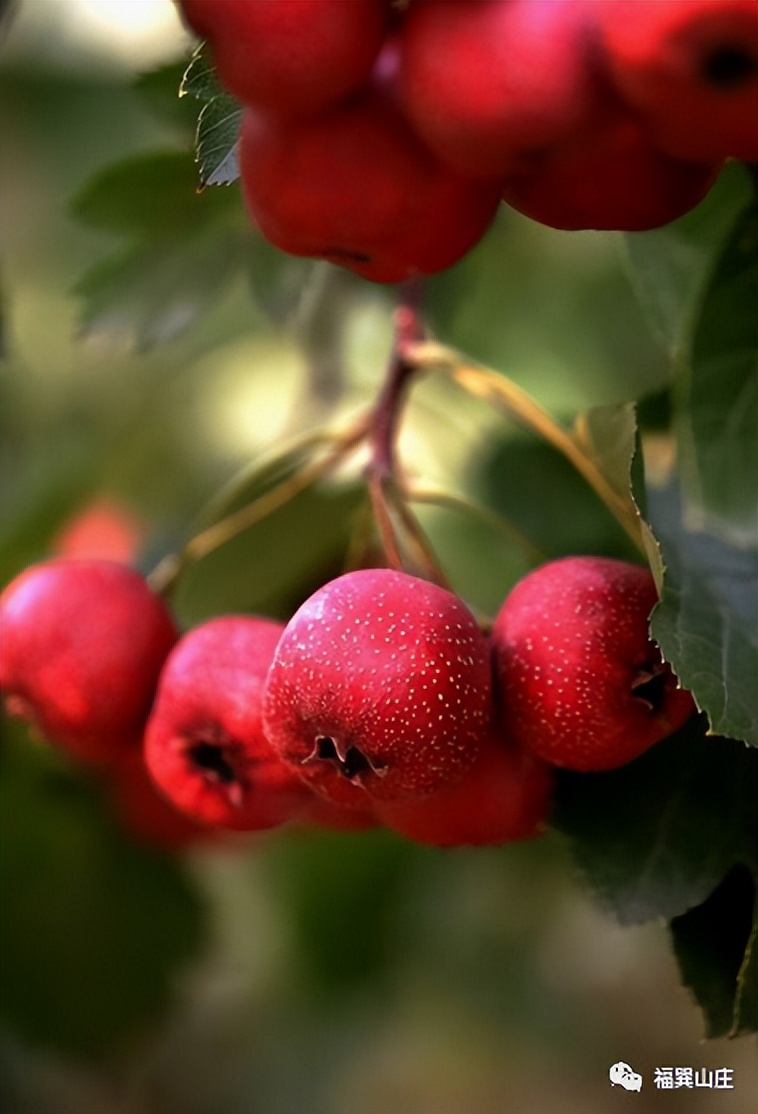 药食同源山楂丸的秘密,药食同源山楂茯苓鸡内金