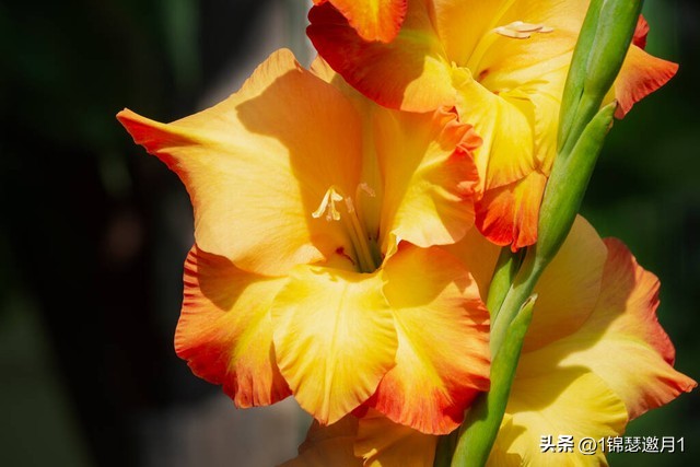 剑兰花最美图片,剑兰花的摄影图片