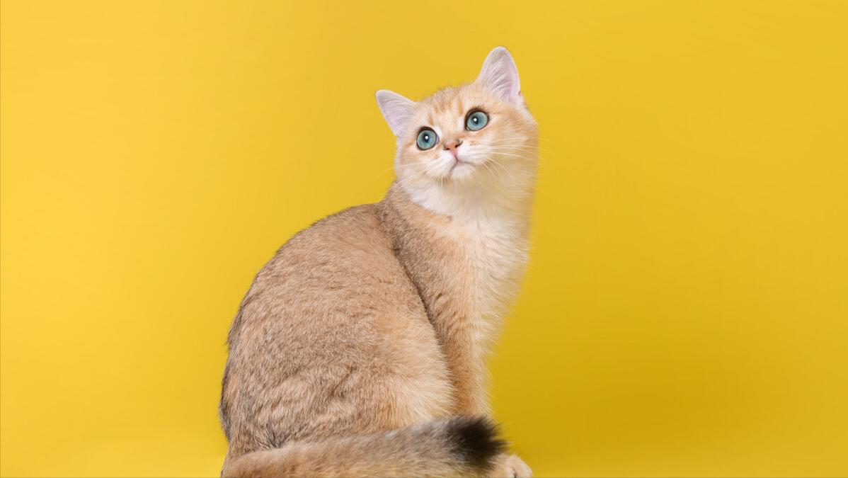 猫咪认主,猫咪判断有没有毛球