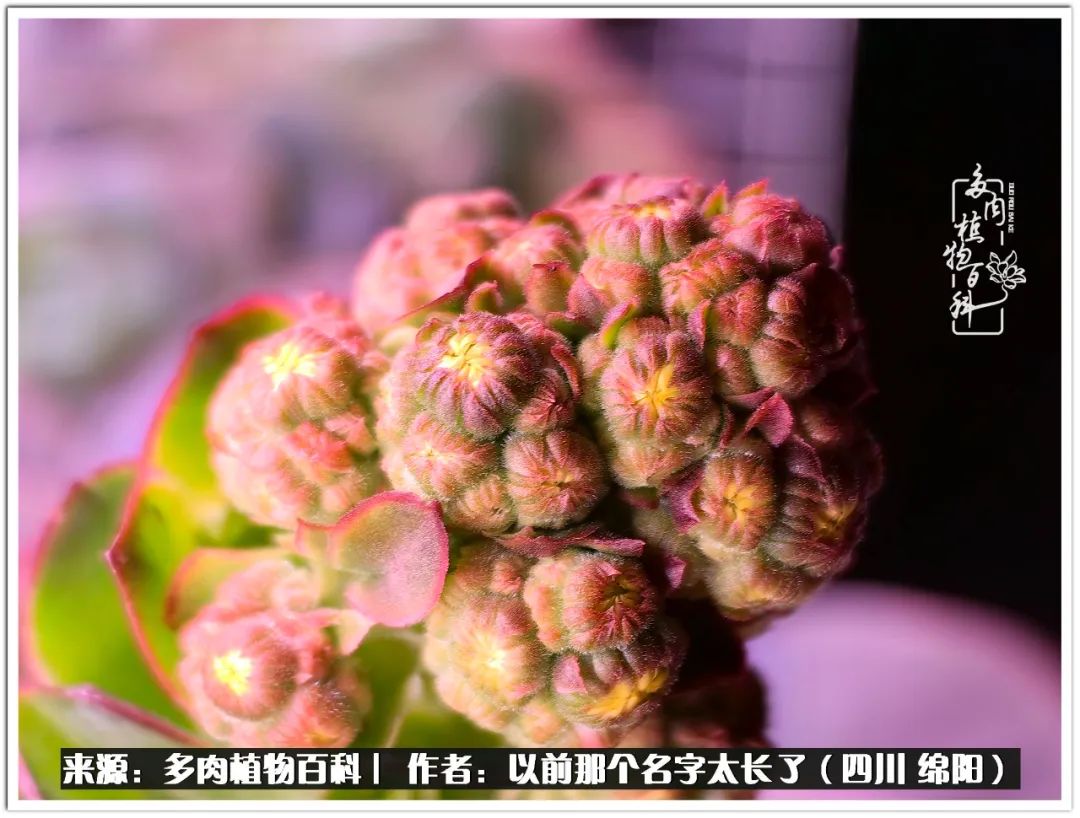 夏天山地玫瑰,小清新山地玫瑰