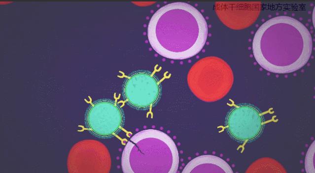 肿瘤与免疫的故事,肿瘤免疫治疗十大案例