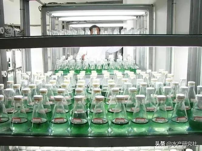 水产小球藻种和小球藻粉区别,水产养殖肥水用小球藻粉剂