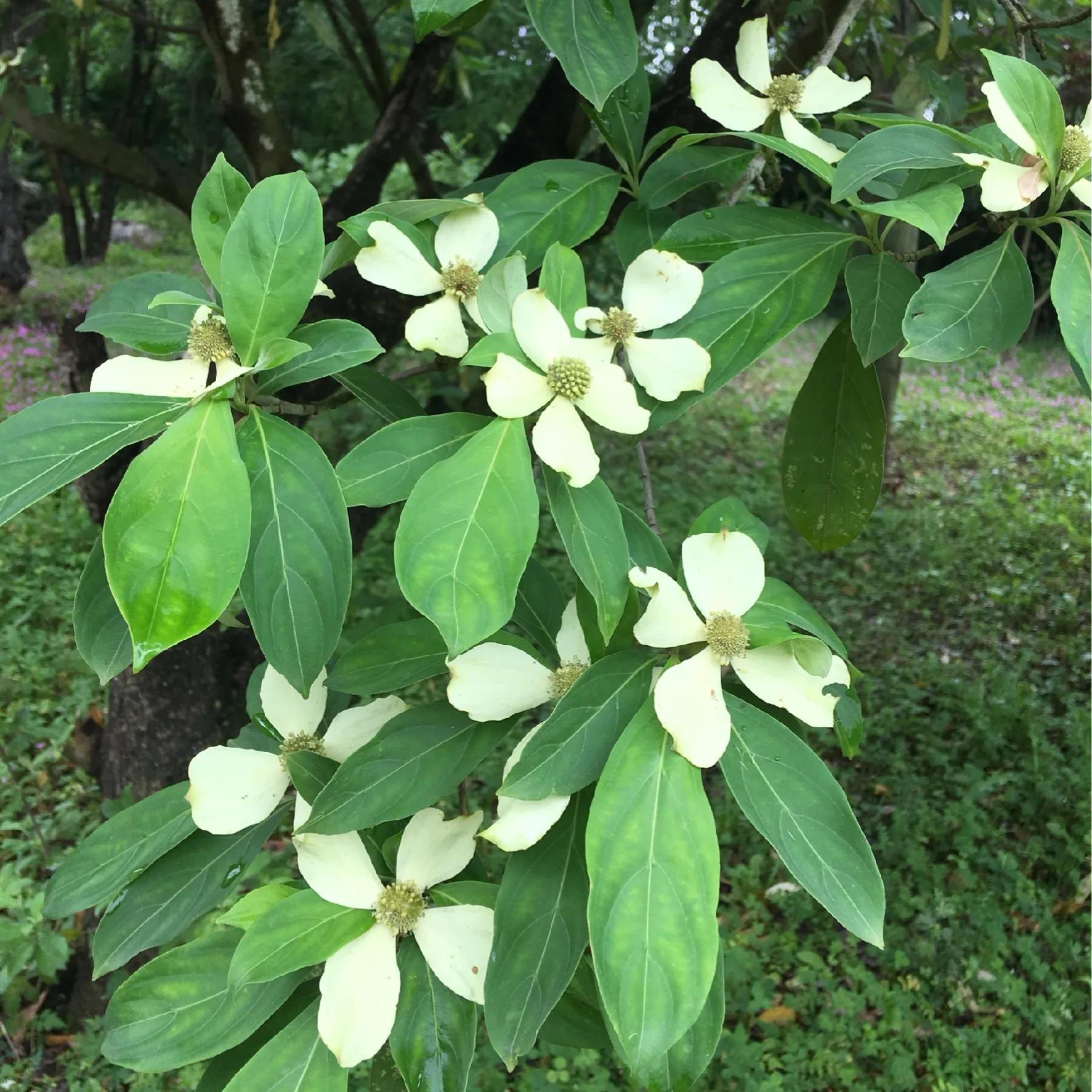 100种迷人的“数字花”,从零到一百万,真是太神奇了
