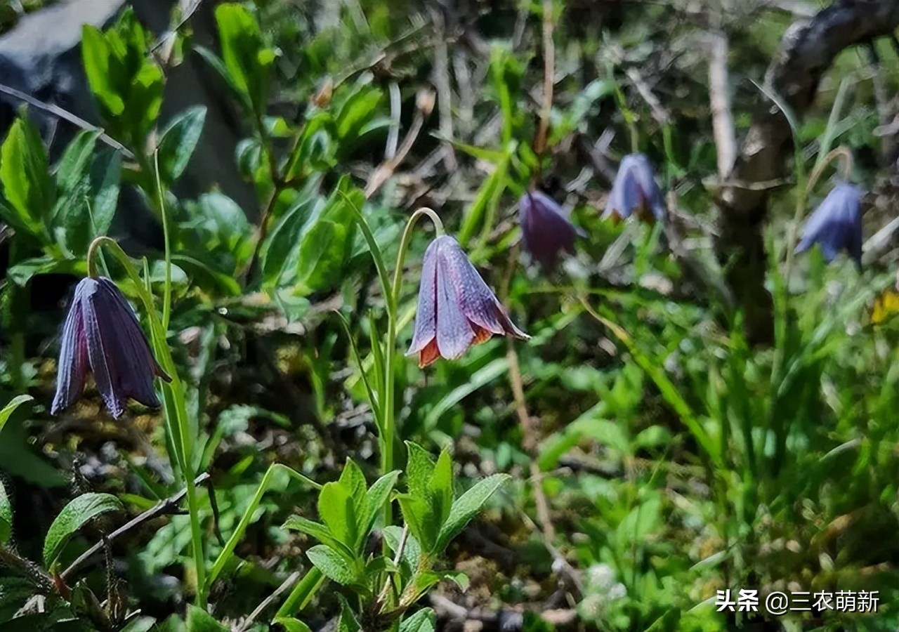 川贝母哪里产的最好多少钱一斤,林区里采挖川贝母