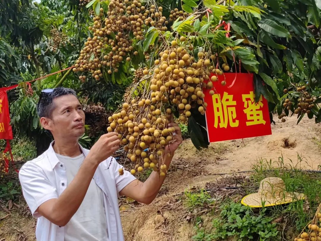脆蜜金柑5年树,脆蜜金柑15年树龄