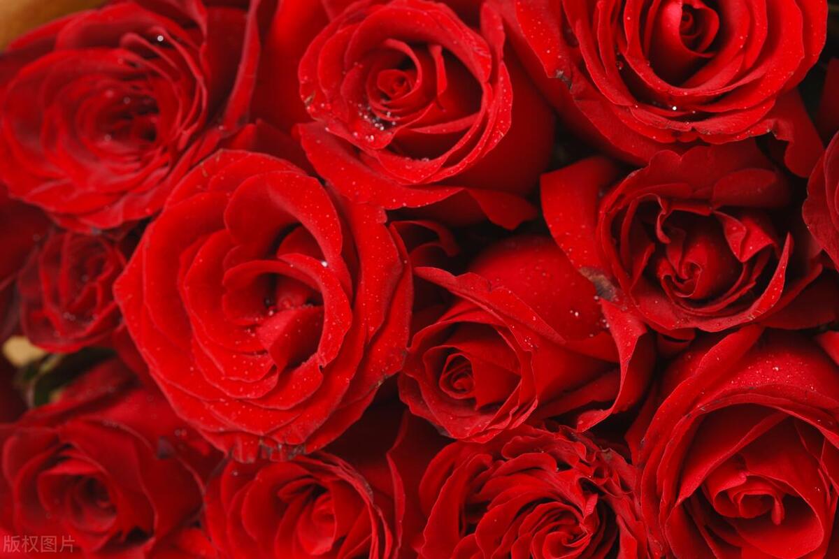 为什么喜欢用玫瑰象征爱情,玫瑰花为什么能成为爱情的代表物