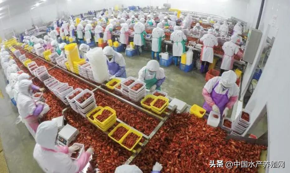 小龙虾价格暴跌的原因是什么,小龙虾价格暴跌是什么原因