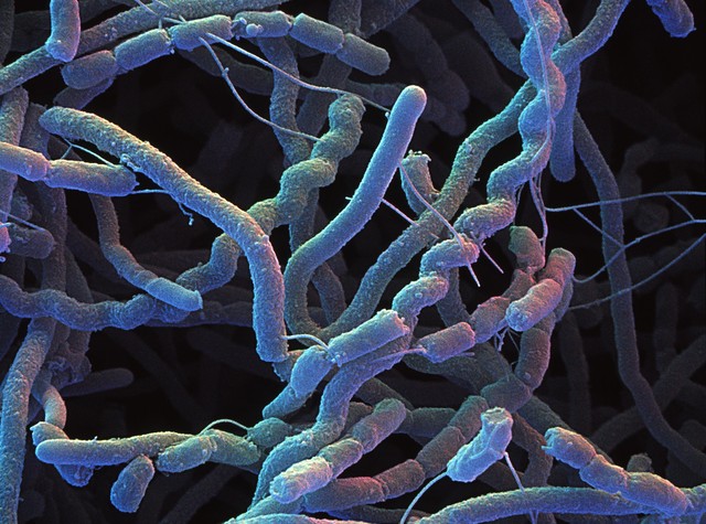 究竟有多少细菌生活在我们的身体里？