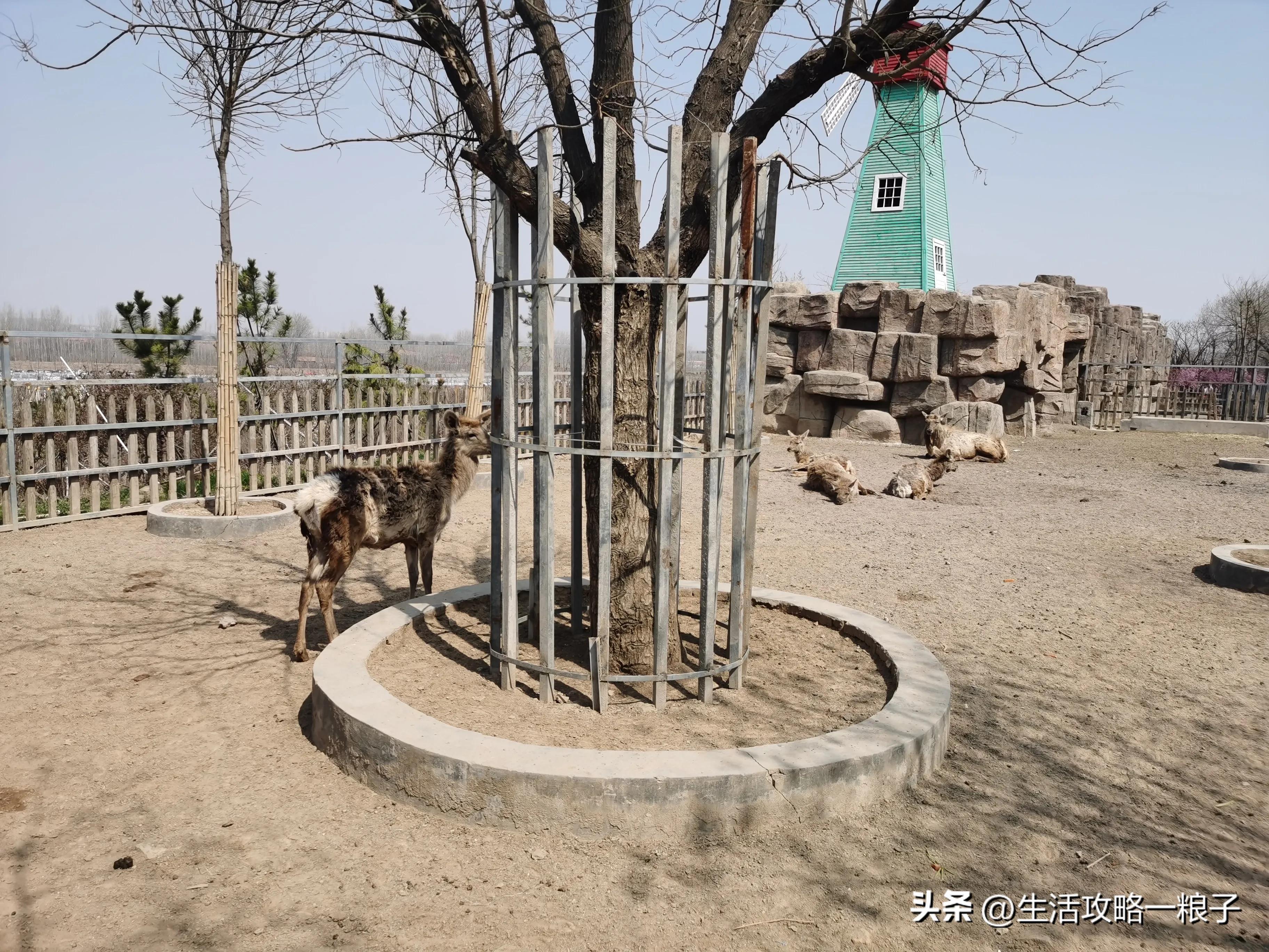 诸城动物园介绍多大面积,潍坊诸城动物园攻略