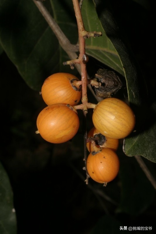 同在非洲大陆，同胞国家忍饥挨饿，它还出口牛油果、芝麻到中国