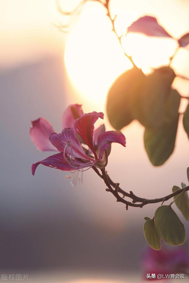 含情凝睇的释义,含情凝睇怎么读