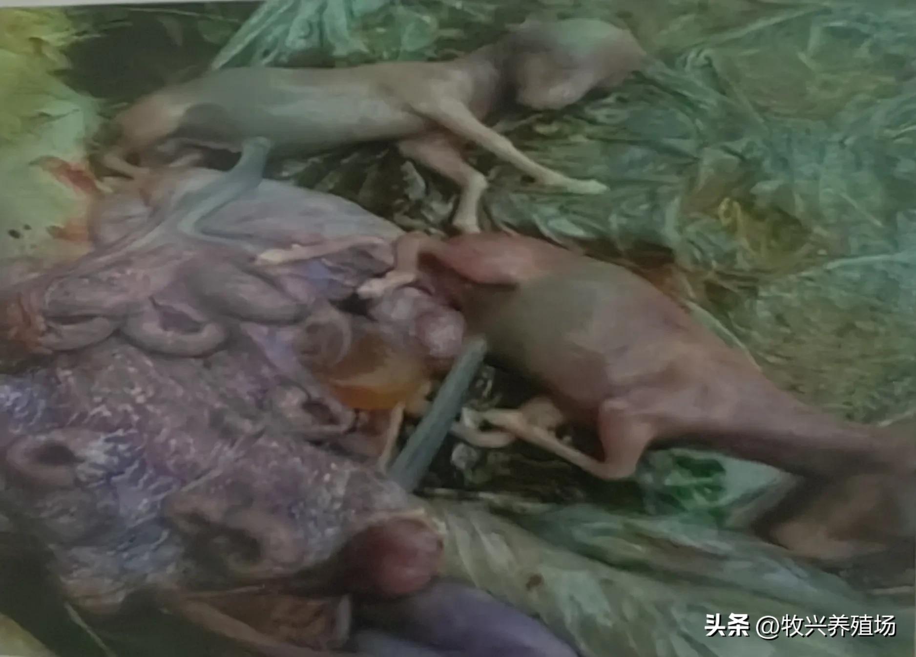 羊得这种传染病，孕羊不是流产就是死胎，养羊人十有八九会被传染