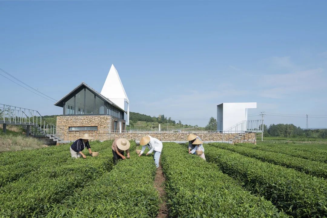 中国茶申遗成功吗,中国茶申遗成功44项名单