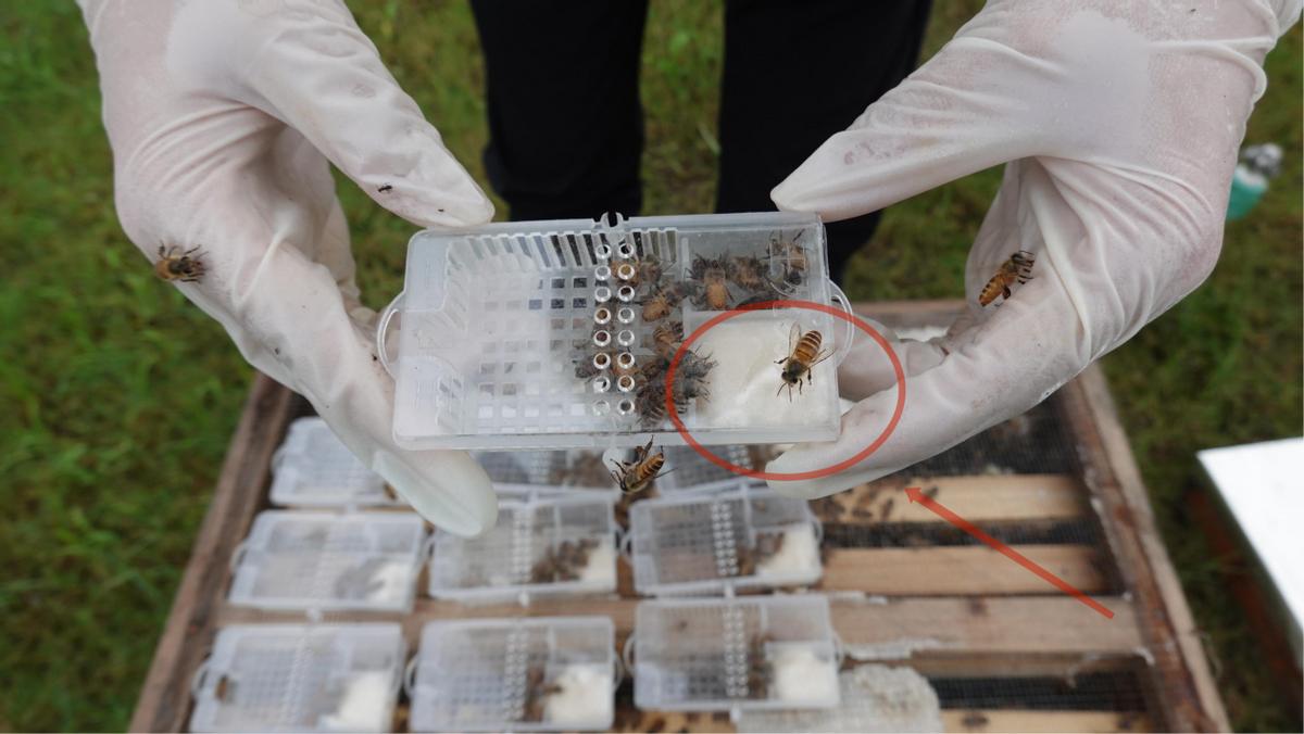 蜜蜂冬季饲料配方,蜜蜂饲料花粉配制方法