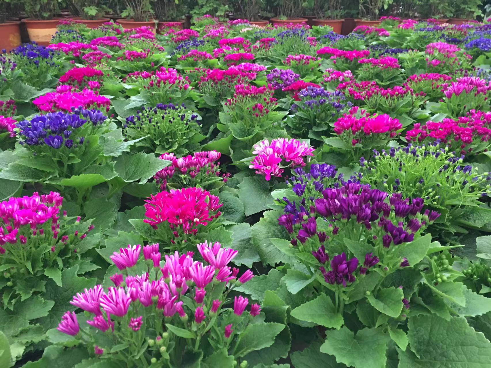 成都春天花卉市场哪里最便宜,成都温江区最便宜的花卉市场