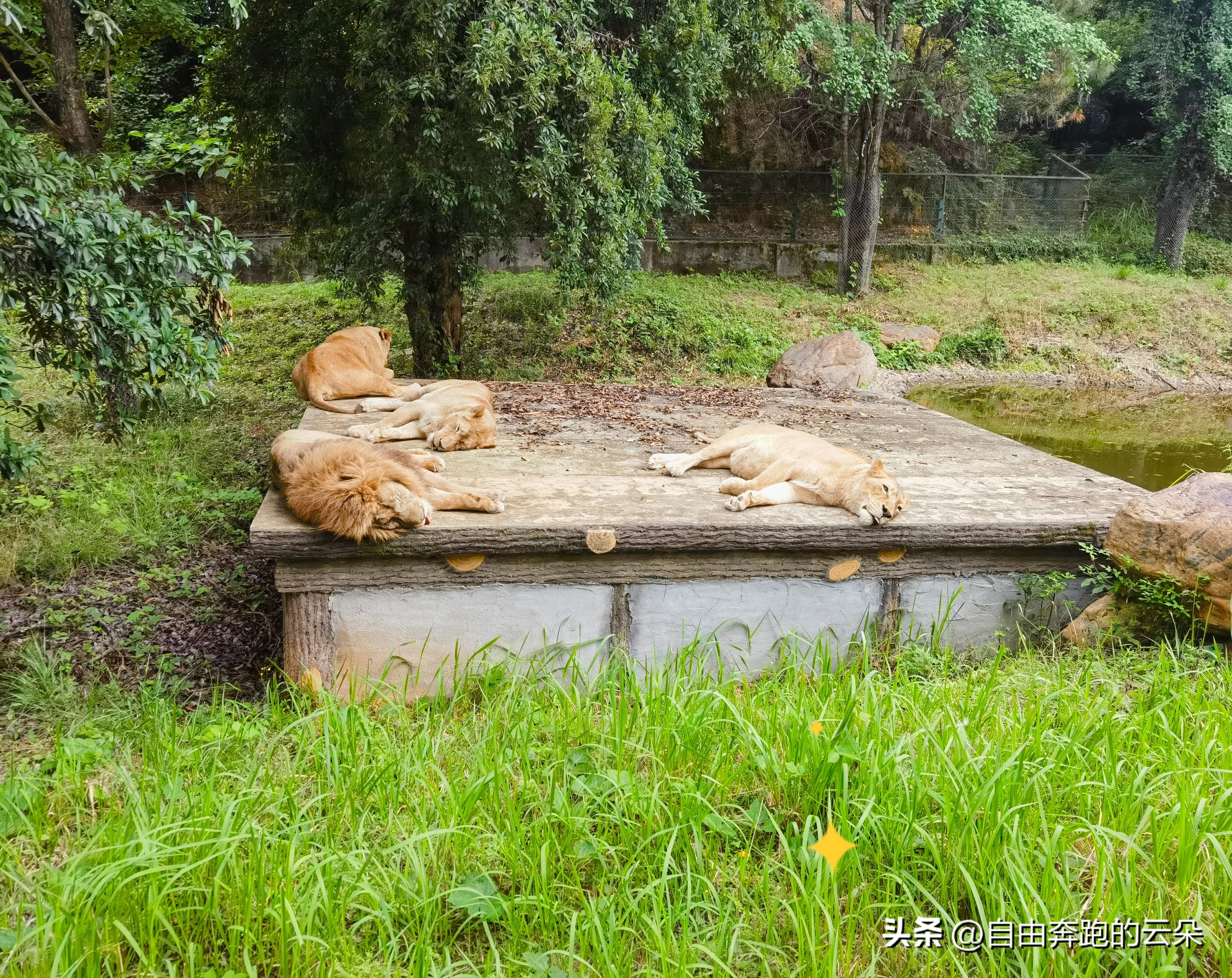 长沙生态动物园门票小孩免费吗,长沙生态动物园门票多少钱一个人