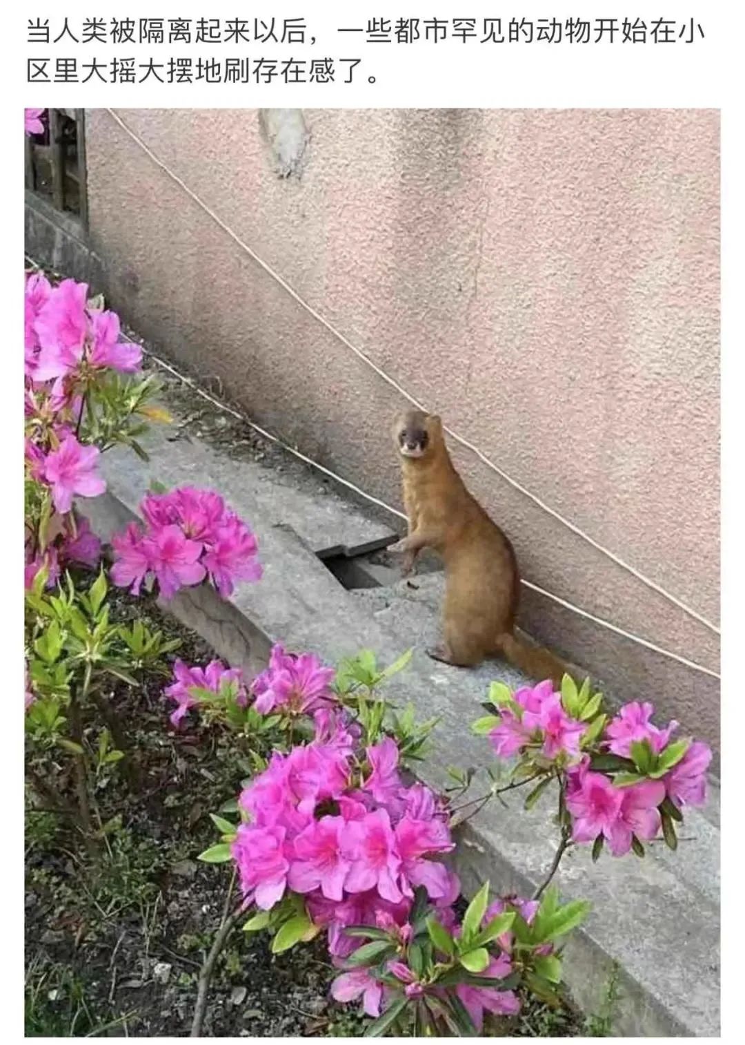“居家”措施一个多月，曾经繁华的人民广场被流浪猫们占领啦