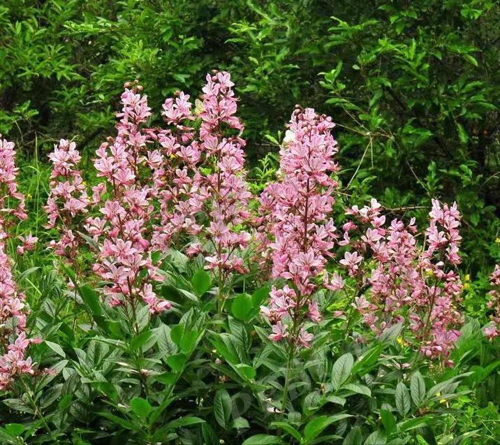 皮肤清热解毒祛湿中药方,白鲜皮和哪种中药配治疗皮肤湿疹