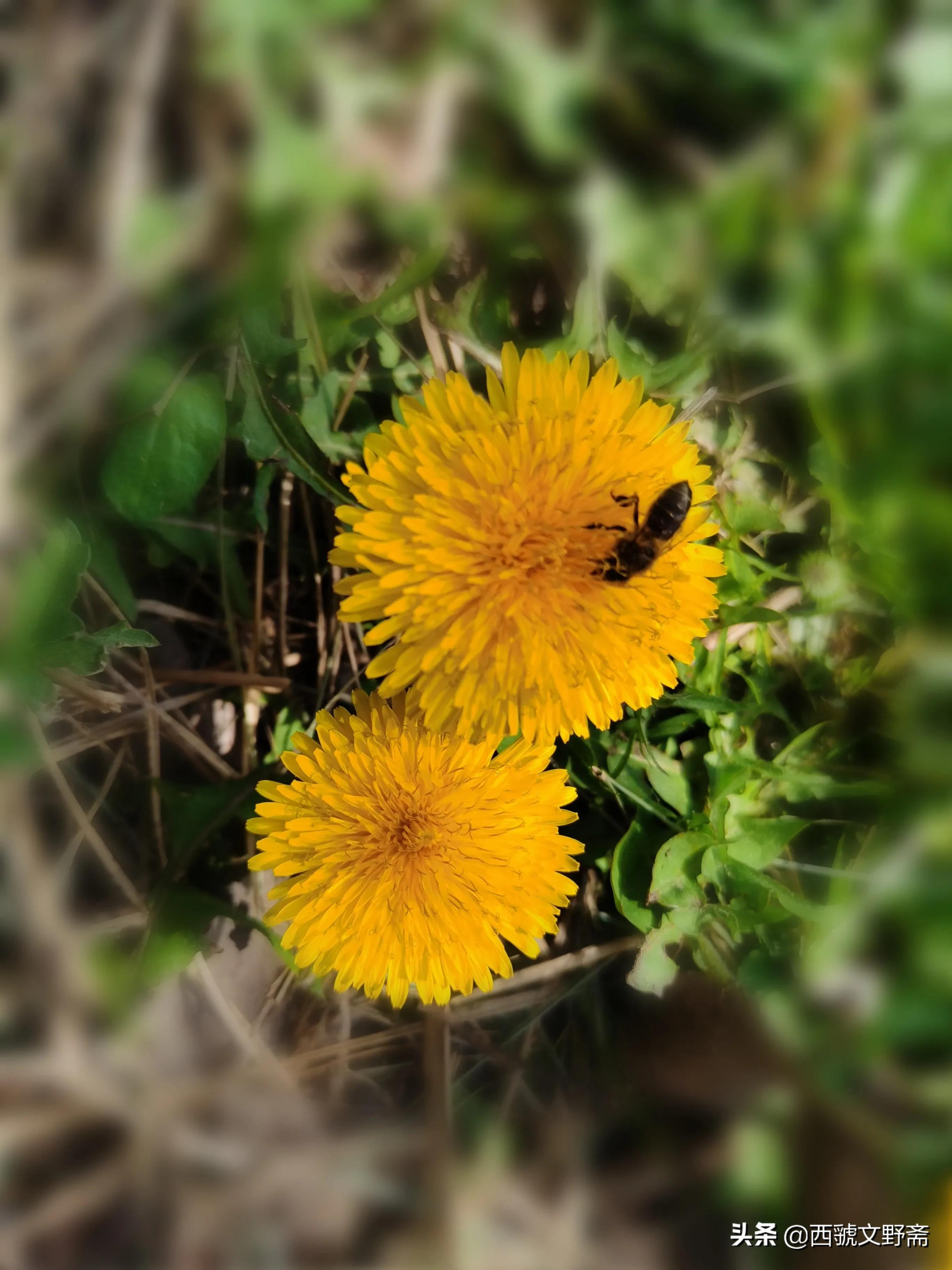七律蜜蜂采花,咏蜜蜂七律