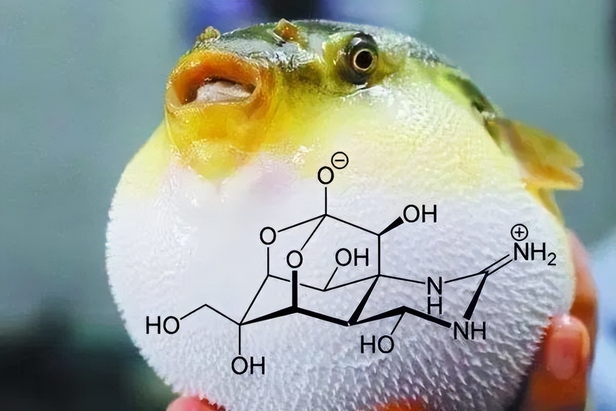 河豚毒性,河豚为什么吃了有毒的食物不中毒