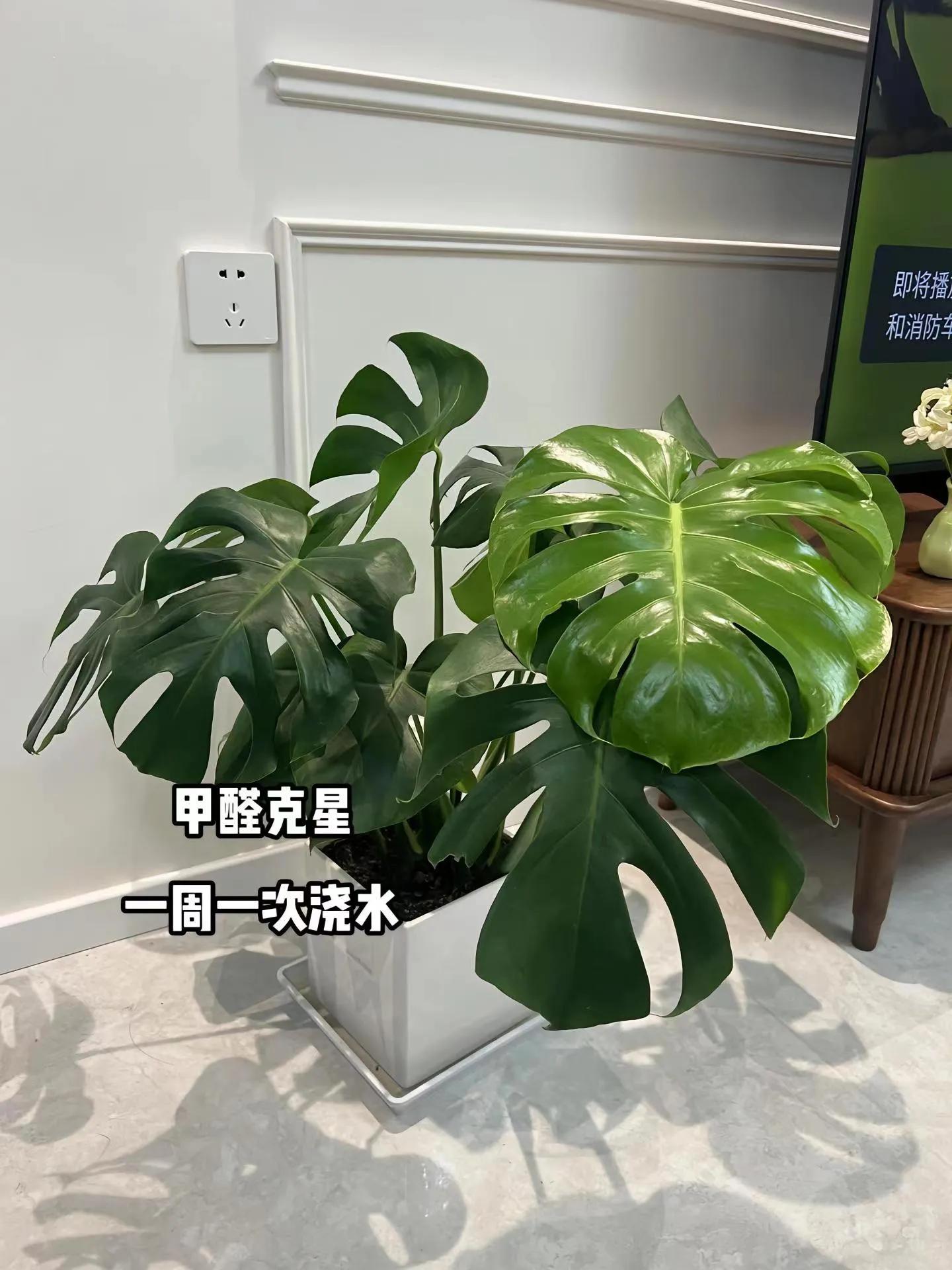 客厅适合摆放的十大植物花卉,客厅适合摆放的植物有哪些品种