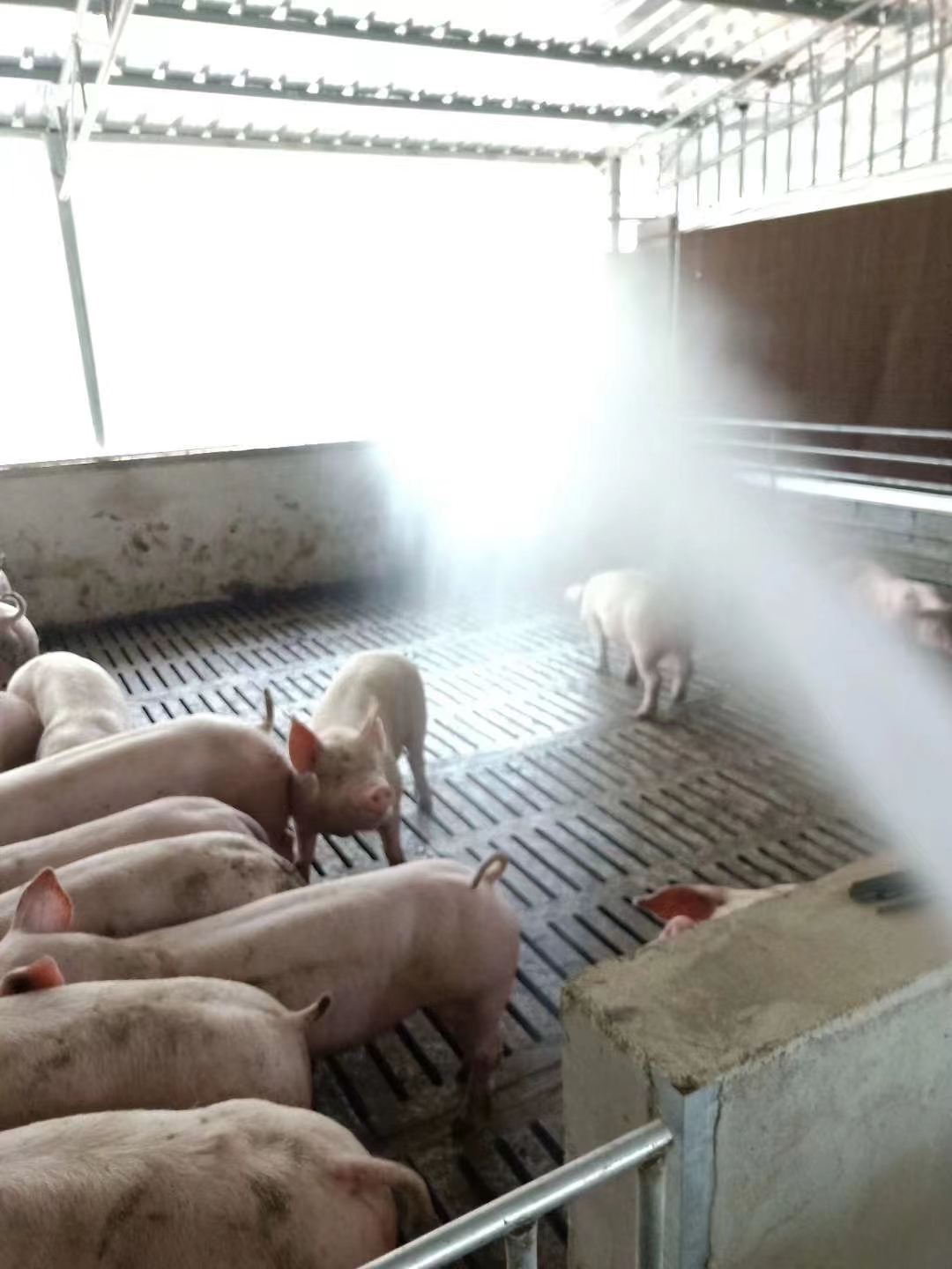 猪场被投诉有气味怎么办,家附近养猪场很臭怎么举报