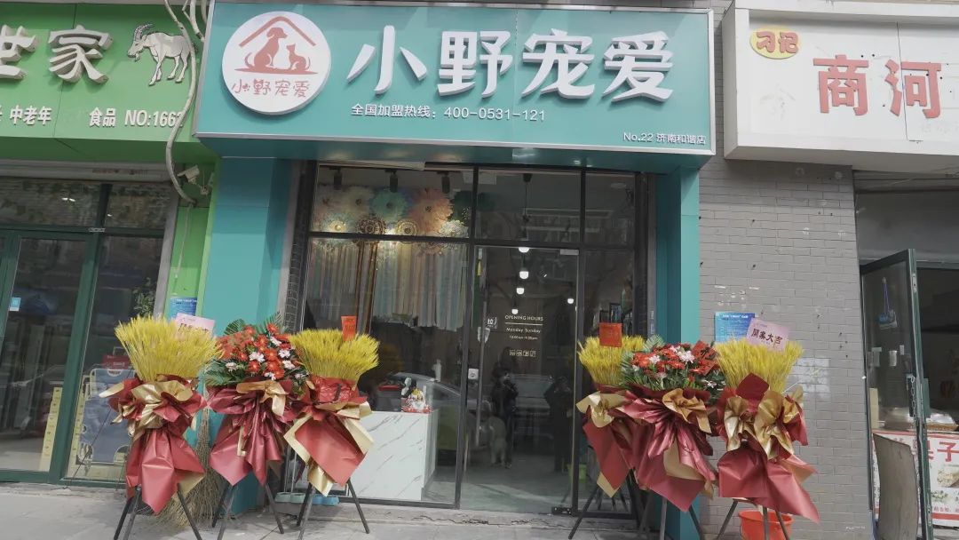 小野宠爱美容培训,小野宠爱宠物美容培训