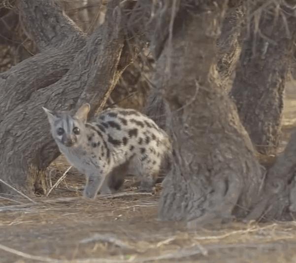 小灵猫深圳,深圳小灵猫