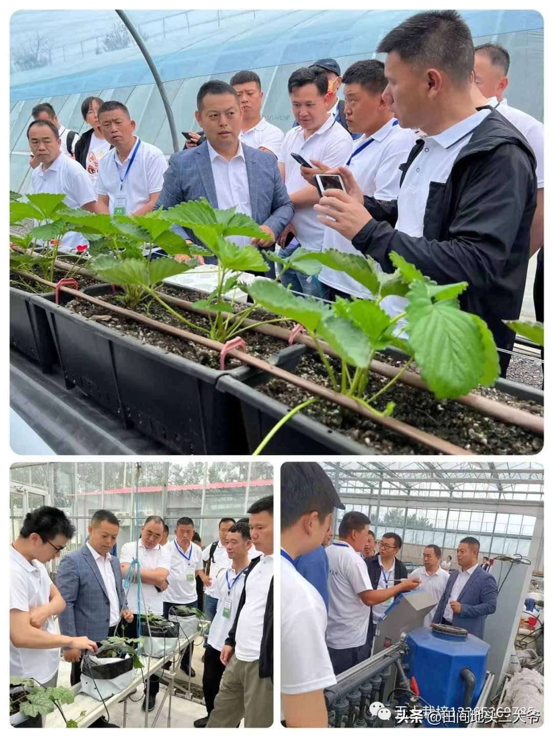 寿光中荷无土栽培基地,山东寿光中荷无土栽培