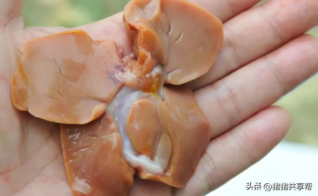 霉菌毒素在猪身上的四个表现,猪霉菌毒素中毒的特点是什么