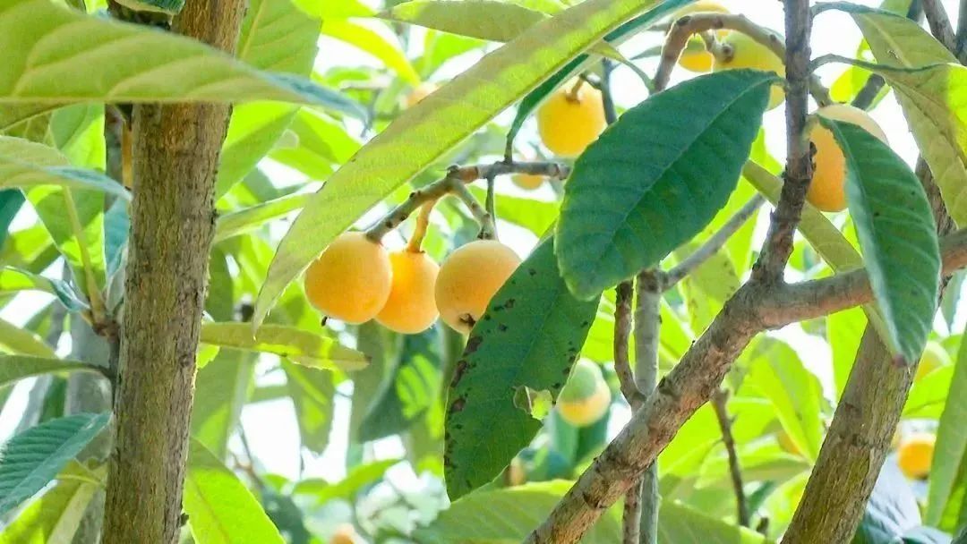 夏天的味道!房县夏日水果图鉴来啦