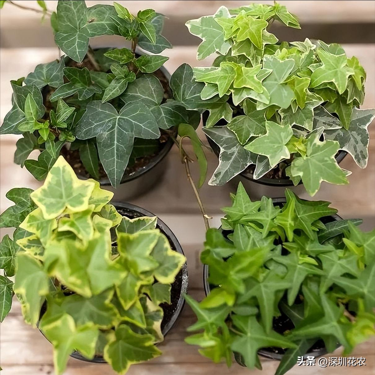 吸收甲醛的最好植物长藤,净化空气最佳植物常春藤