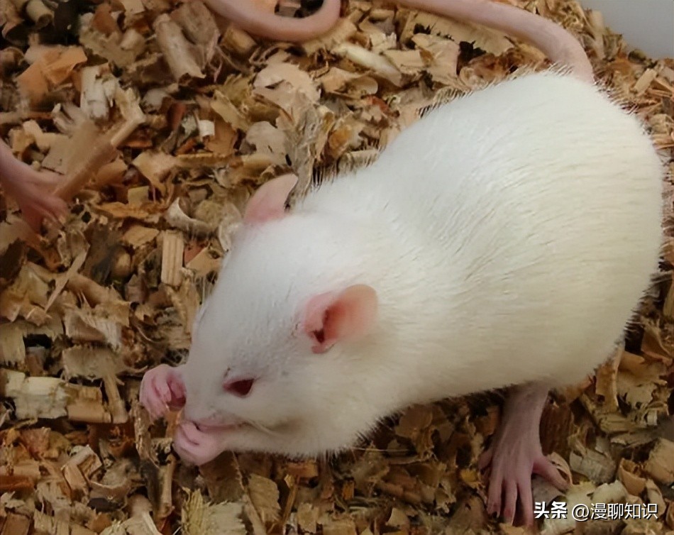 Sprague-Dawley大鼠是什么？关于它胃肠道微生物区系的研究