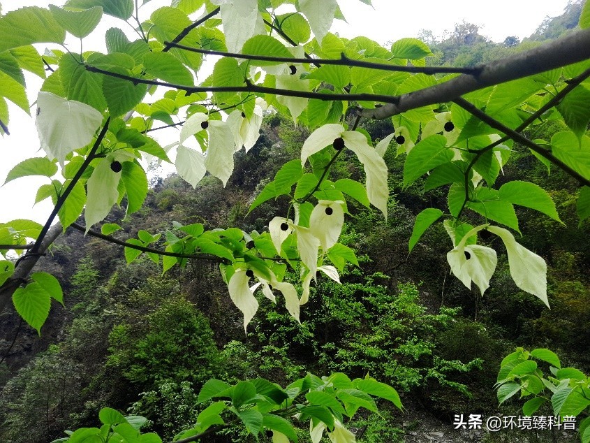 盘点中国拥有的14项世界自然遗产，是否有你的家乡