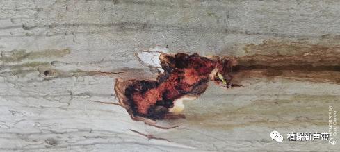 蛀干害虫为害症状识别,什么是蛀干害虫