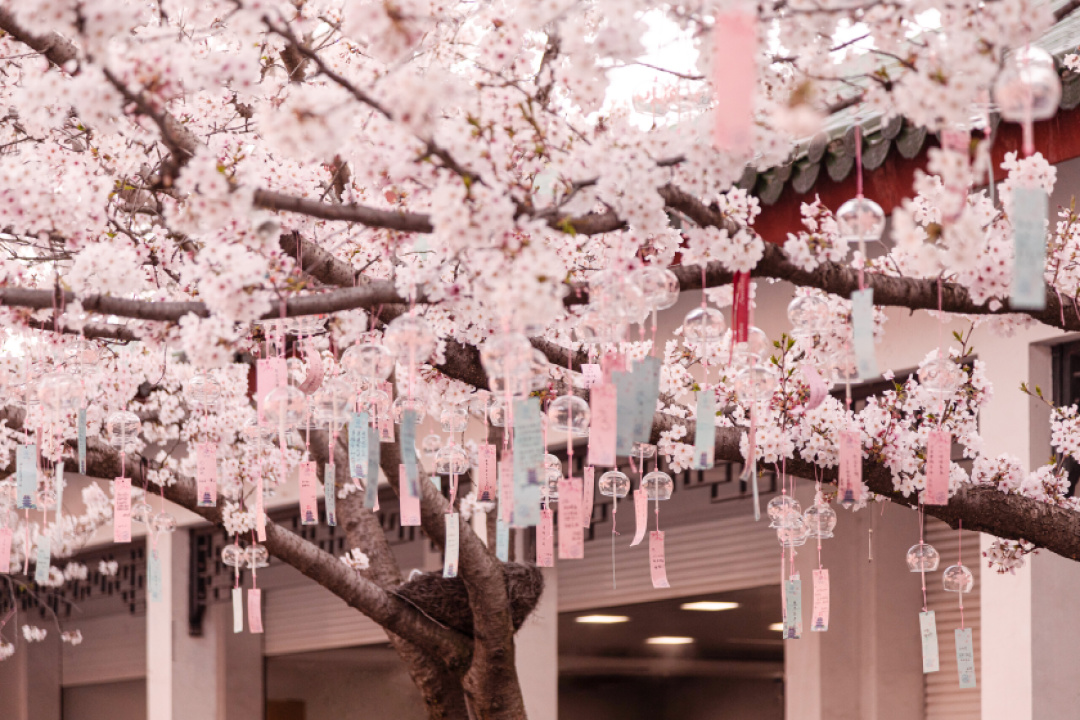 花的物语丨知道了花的这些特殊寓意,下次还会乱送吗?