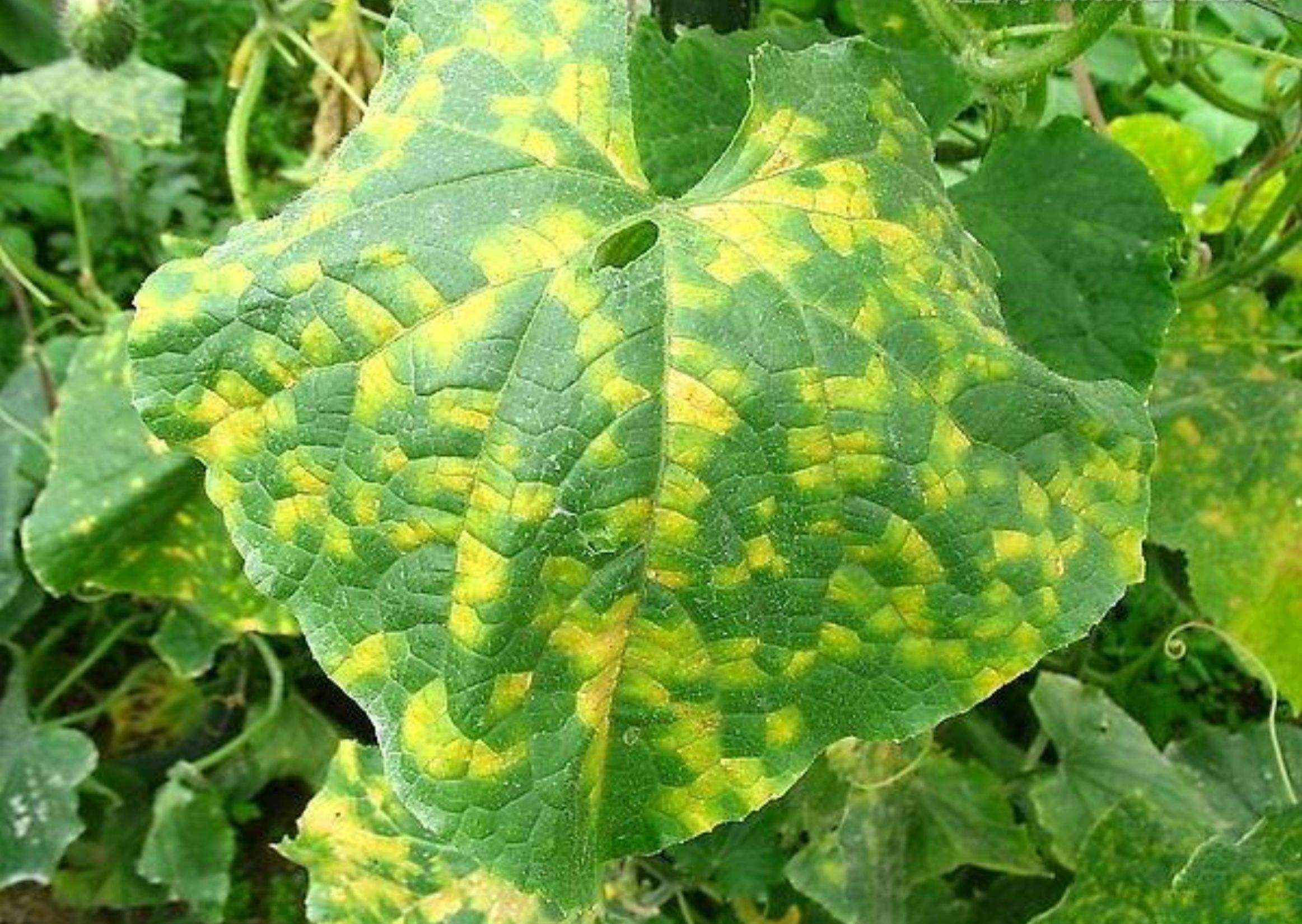 农药购买,农药网购哪里最安全