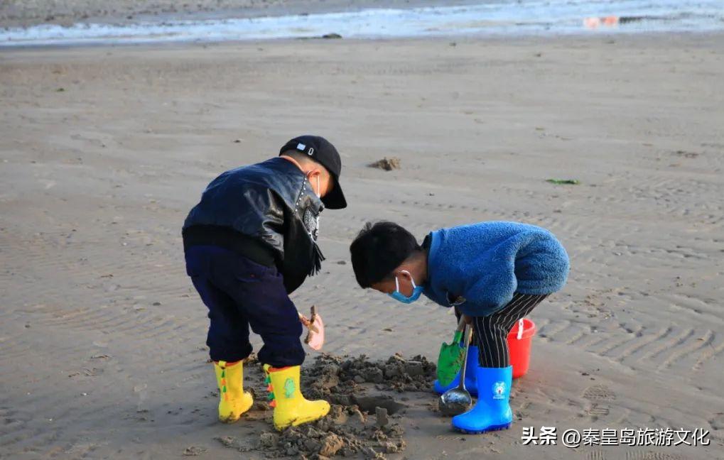 秦皇岛赶海海鲜都有什么,秦皇岛哪里可以赶海捉海鲜
